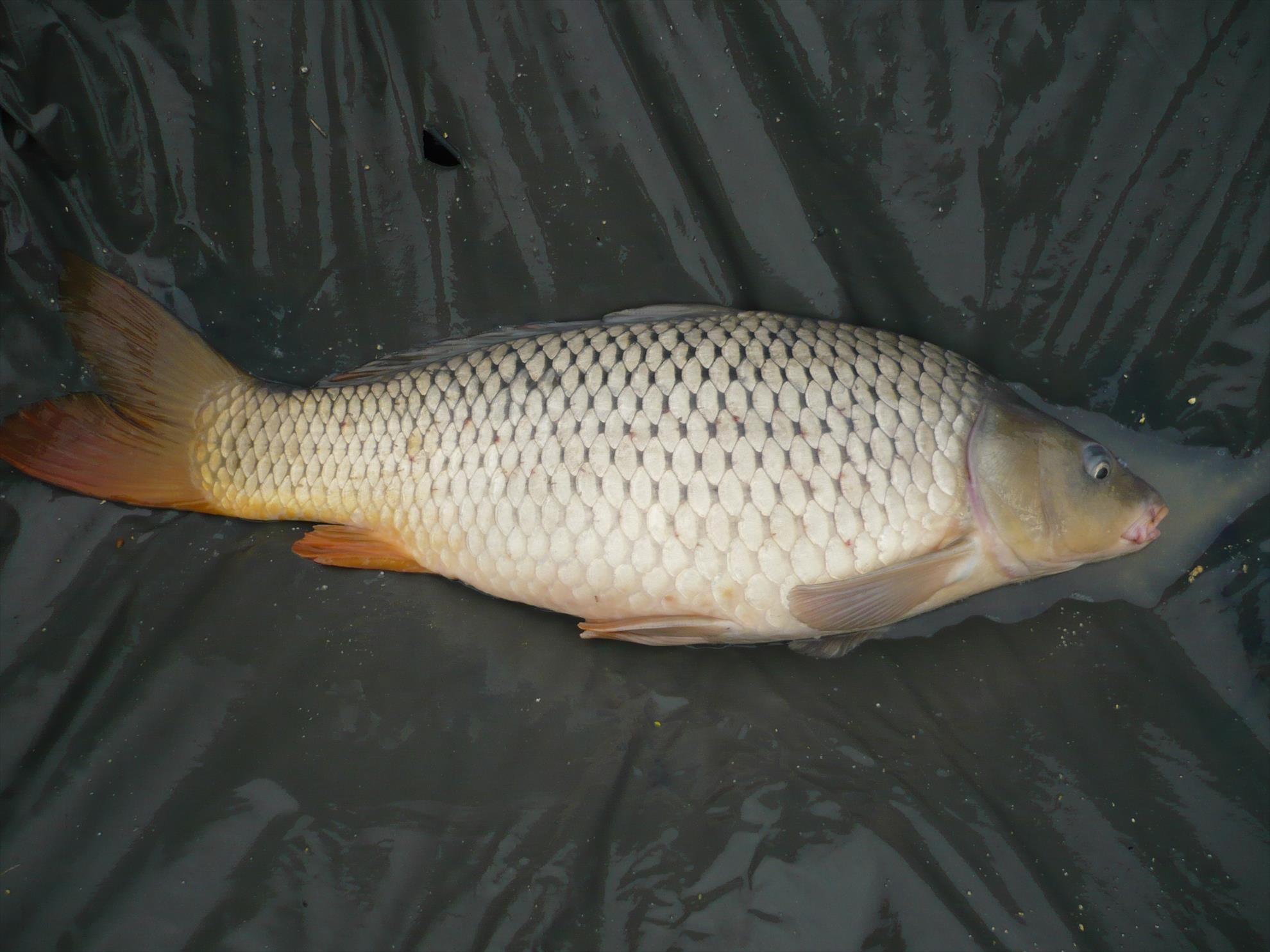 MV2 - 13.NOI.2013 - p1010928.JPG